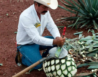 /album/fotogaleria-mexiko-zajazd-vy-a-my/mexiko-zajazd-28-jpg/